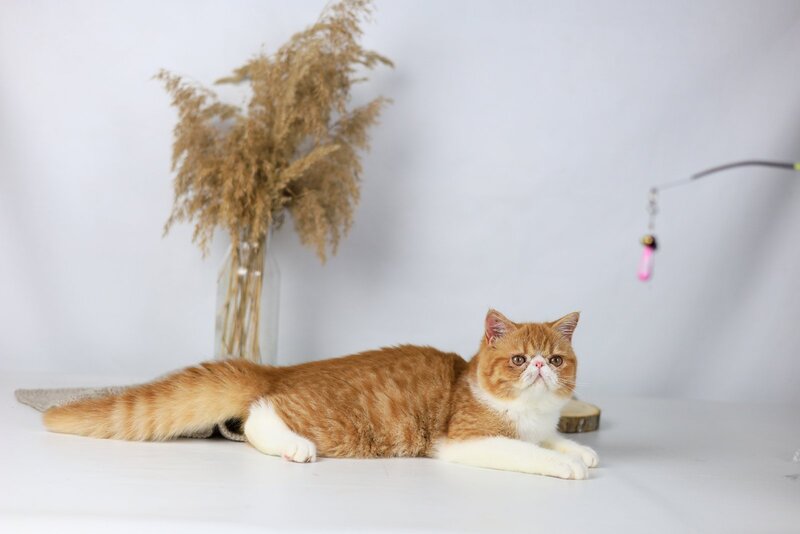 Oliver Exotic male, red bicolour tabby