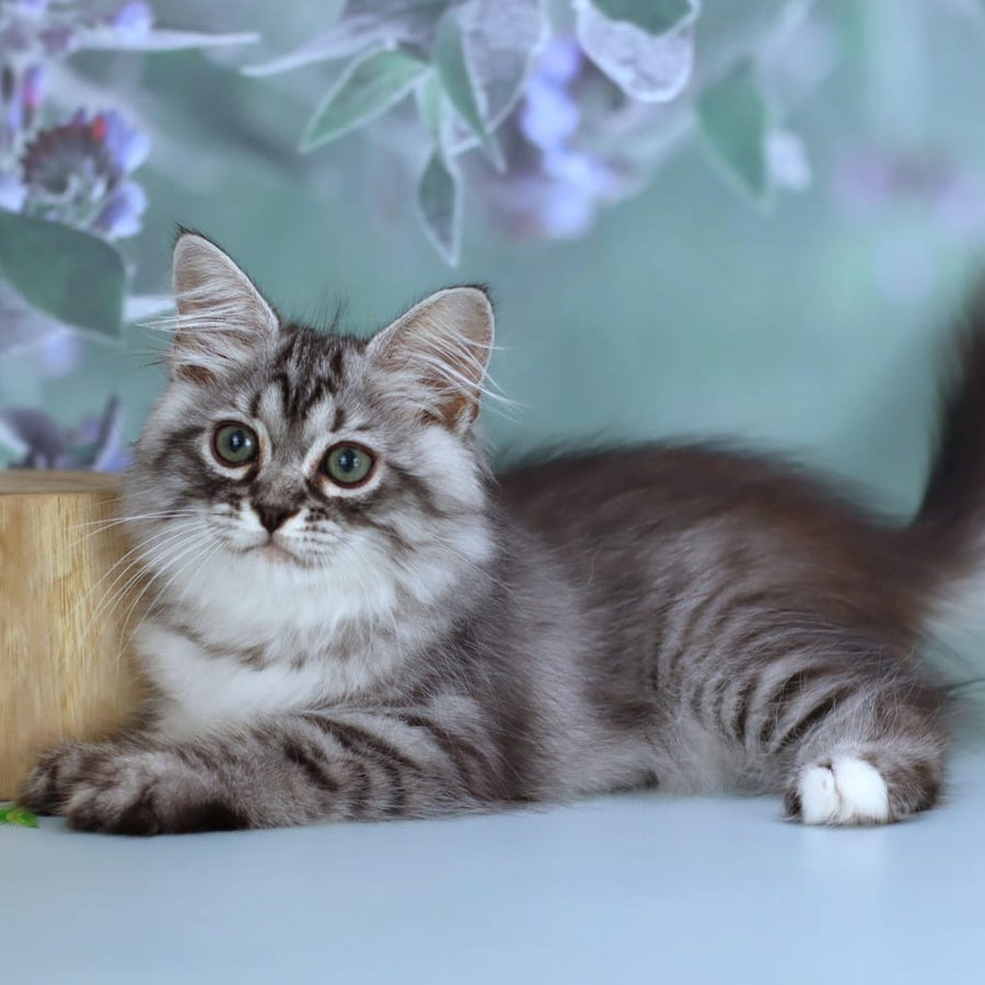 Germes Siberian male, black silver with white spotted tabby