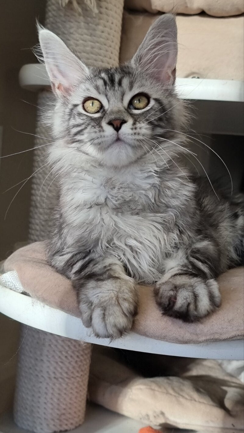 Clinta Maine Coon female black silver tabby - live animals