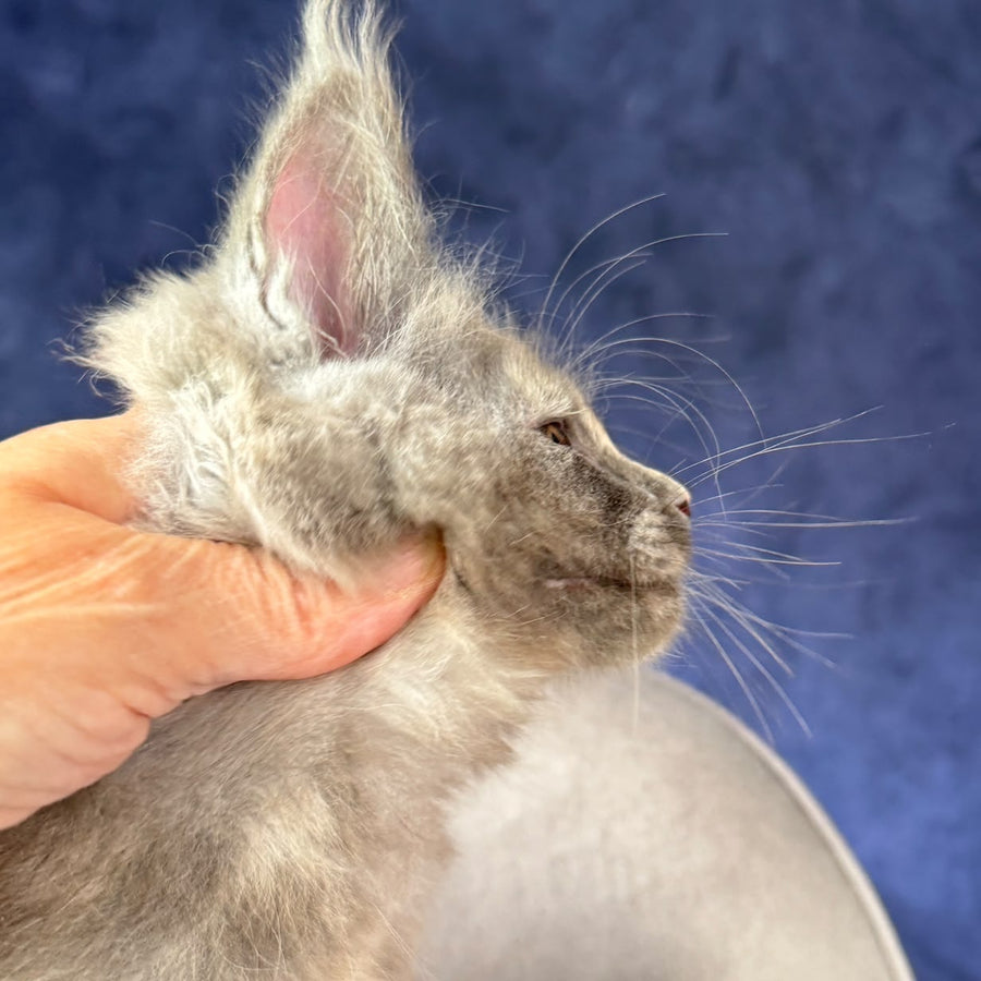 Siri Maine Coon female, blue tortie silver