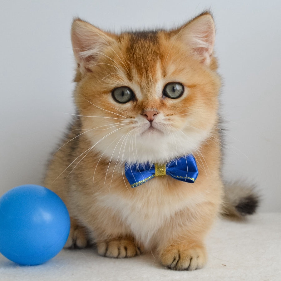 Ivar Munchkin male, black golden ticked tabby