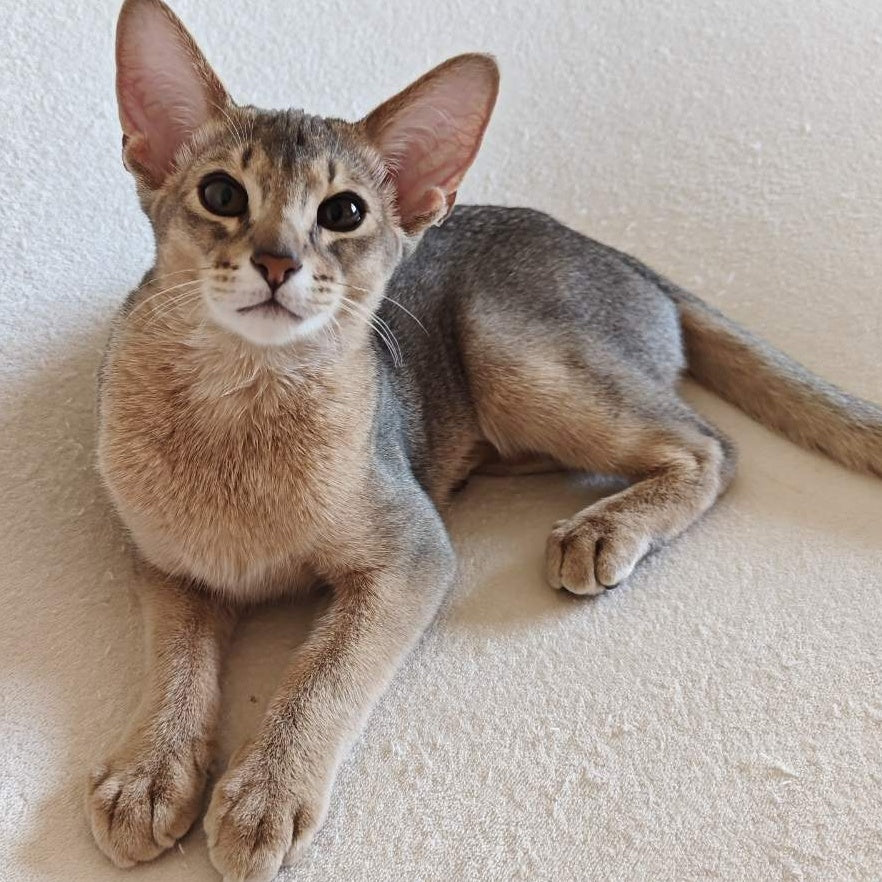 Kai Abyssinian male, blue