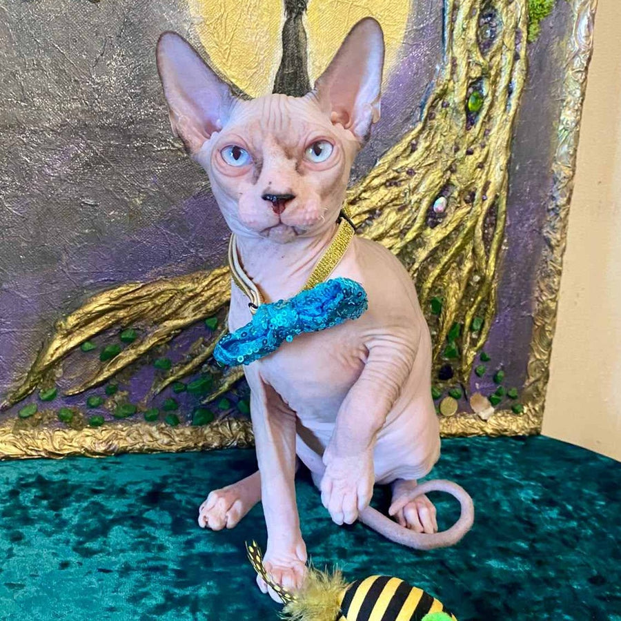 Max Canadian Sphynx male, blue bicolour pointed