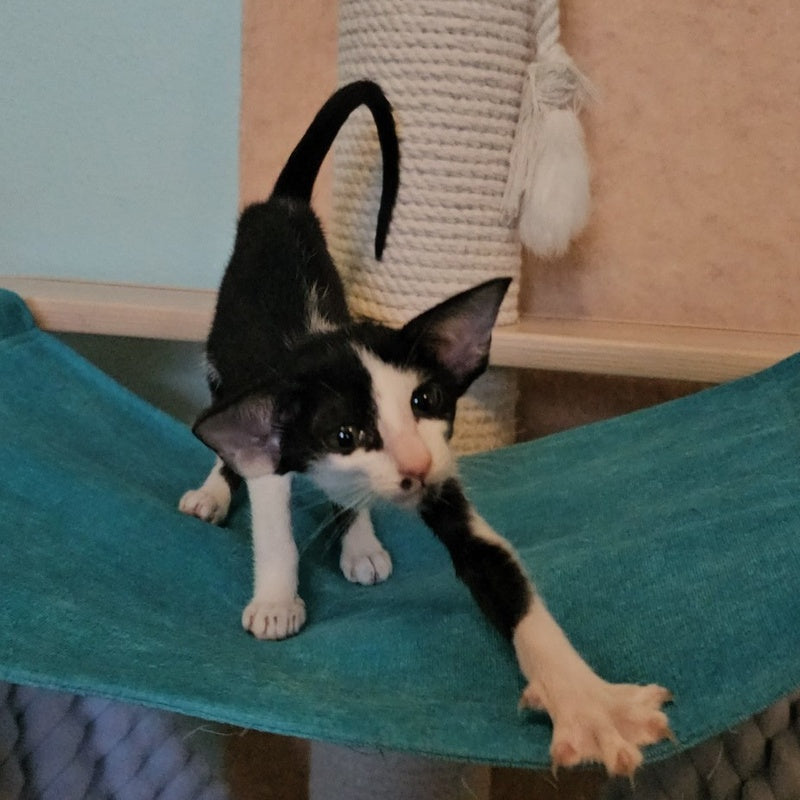 Sindy Oriental Shorthair female, black bicolour