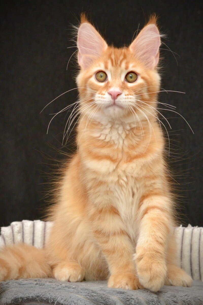 Velvet Maine Coon male red tabby - live animals