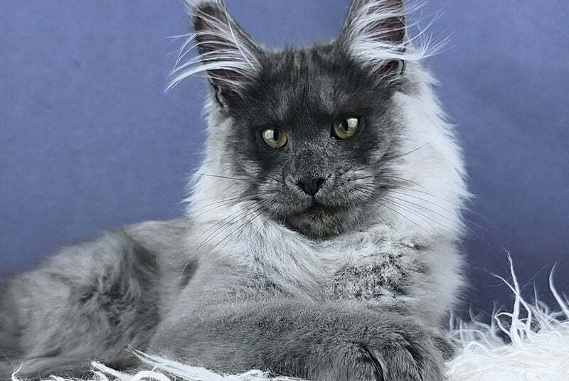 Granadin Maine Coon male, blue silver