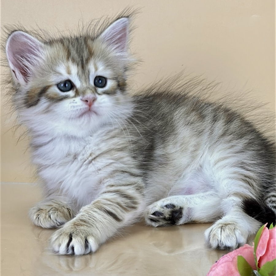 Yuna Siberian female, black golden tabby