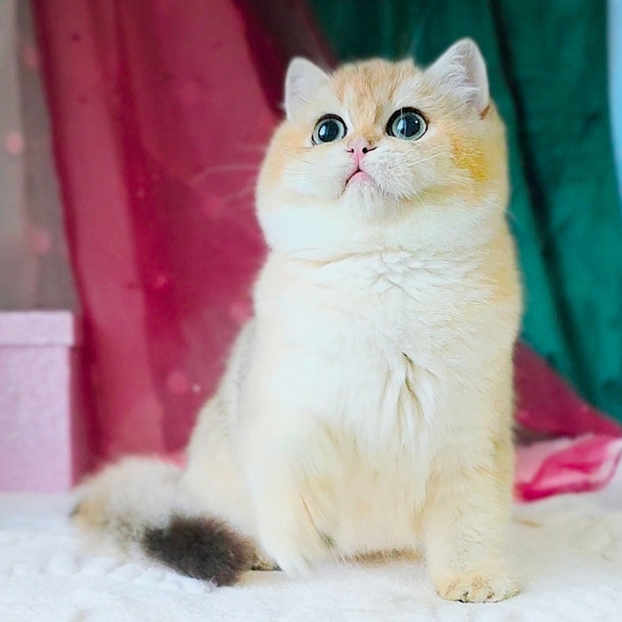 Richard British Shorthair male, black golden shaded