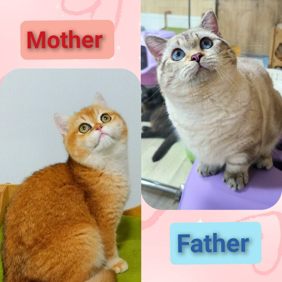 Kasper Munchkin male, chocolate golden ticked tabby