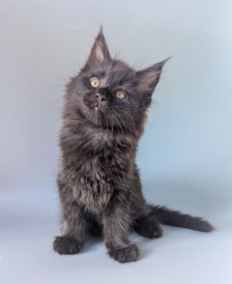 Hamster Maine Coon male black - live animals