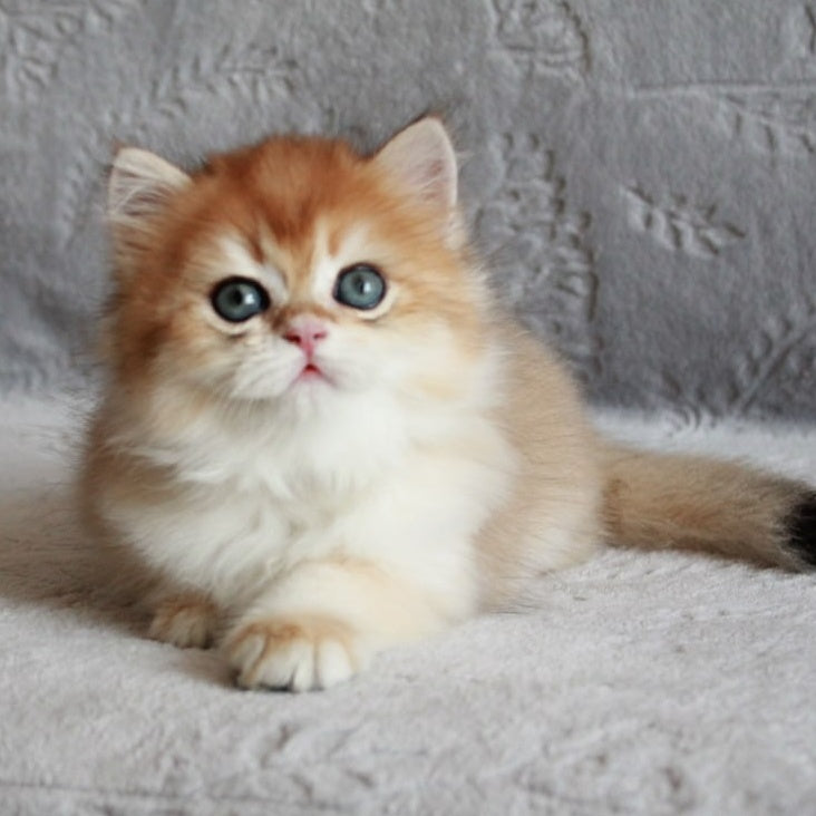 Kruasan British Longhair male, black golden chinchilla