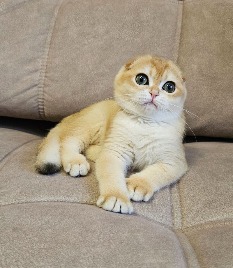 Freya Scottish Fold female black golden shaded - live animals