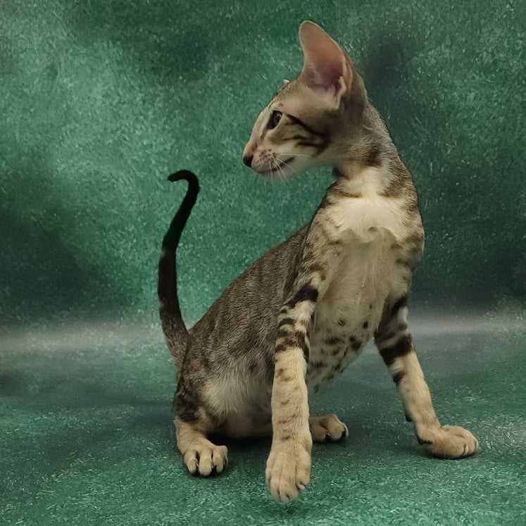Azrael Oriental Shorthair male, black tabby