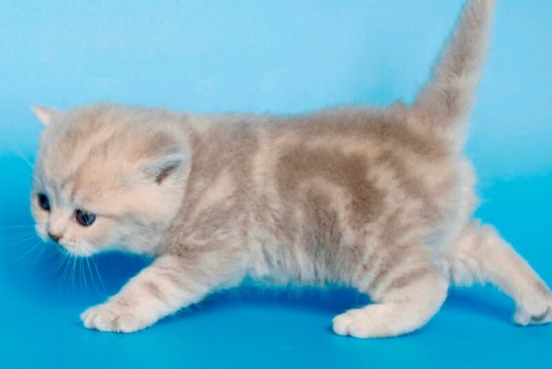 Sapfir British Shorthair male, lilac tabby