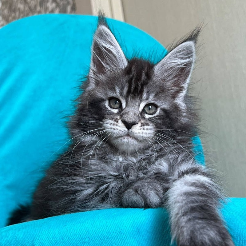 Zabava Maine Coon female, black silver tabby