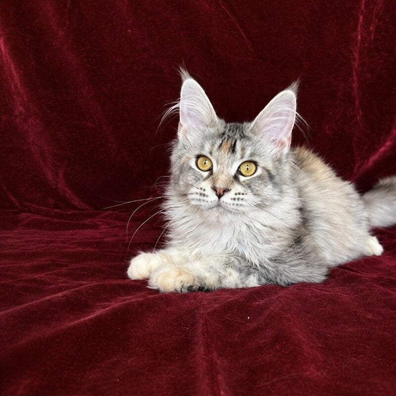 Gemma Maine Coon female, black tortie silver ticked tabby