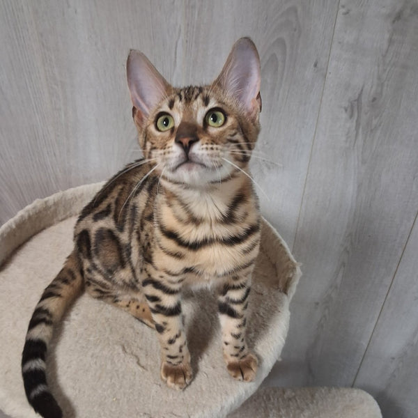 Bouncy Bengal female, black spotted tabby