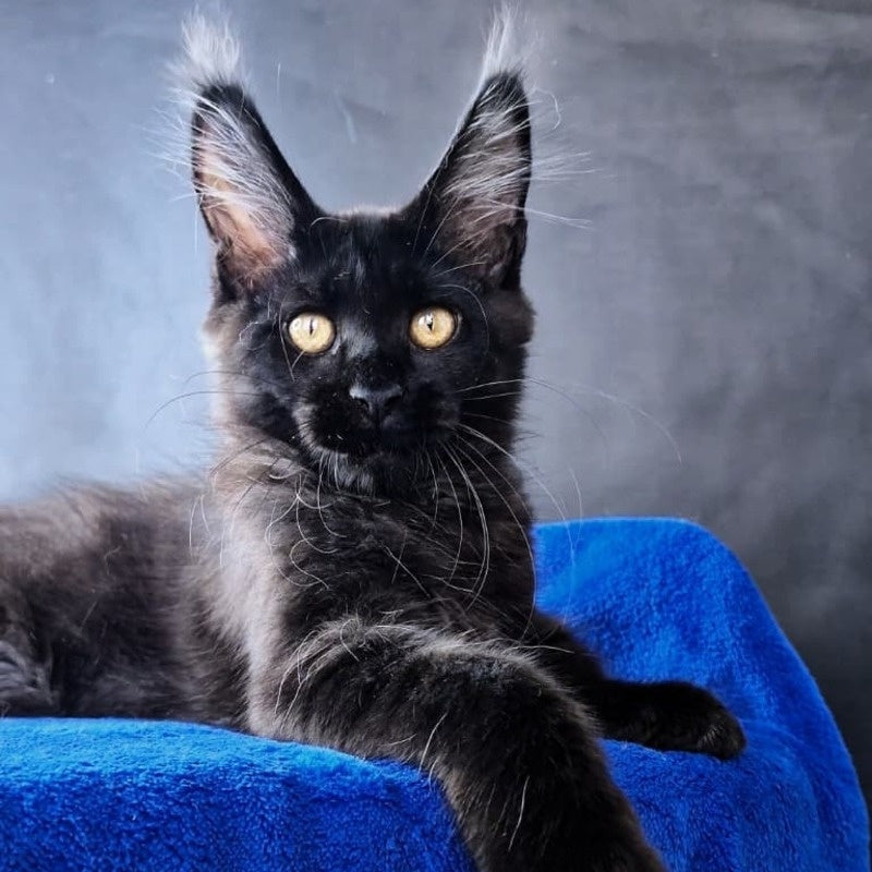 Kira Loren Maine Coon female, black