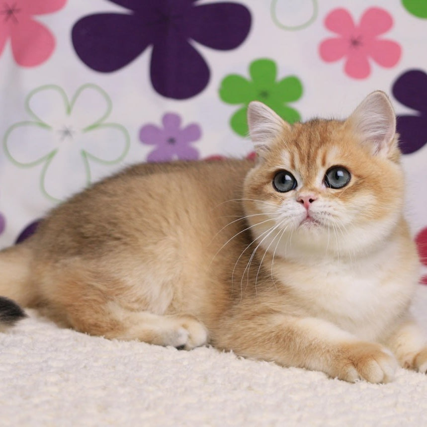 Saharok British Shorthair male, black golden chinchilla