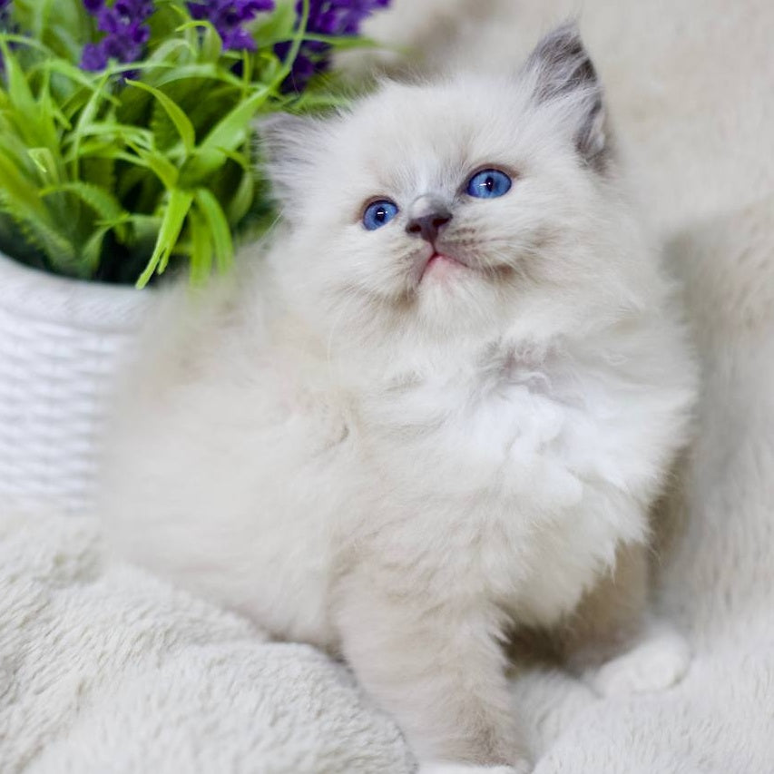 Roddy Ragdoll male, blue mitted