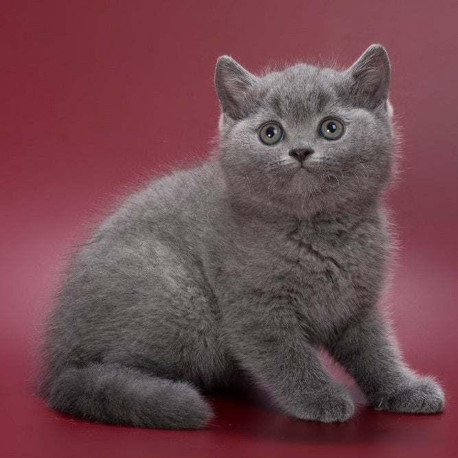 Percy British Shorthair male, blue