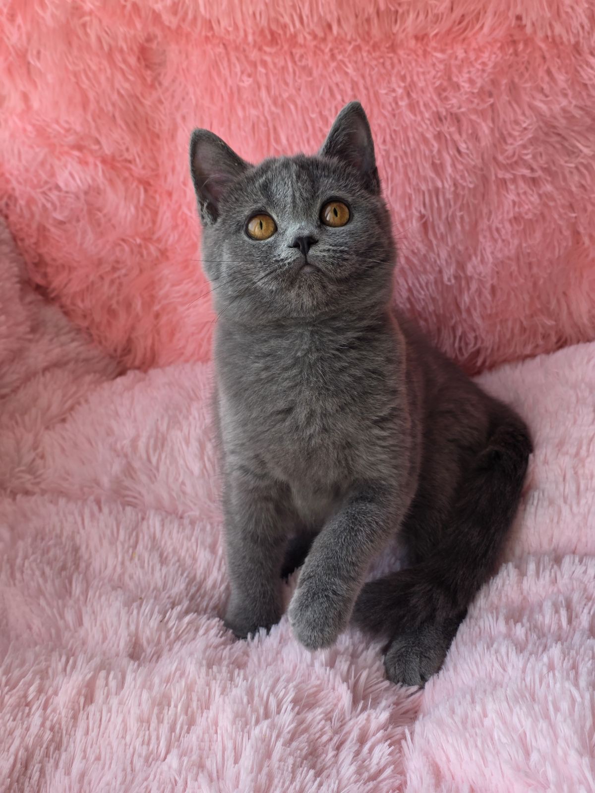 Caitlin British Shorthair female, blue