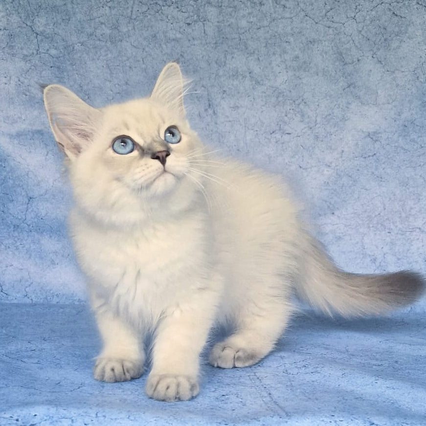 Fadey Siberian male, blue tabby pointed