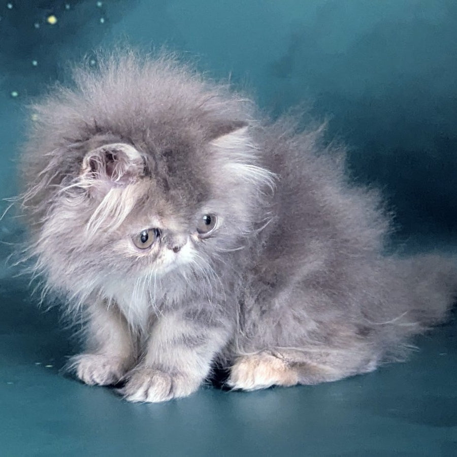 Patricia Persian female, blue tortie