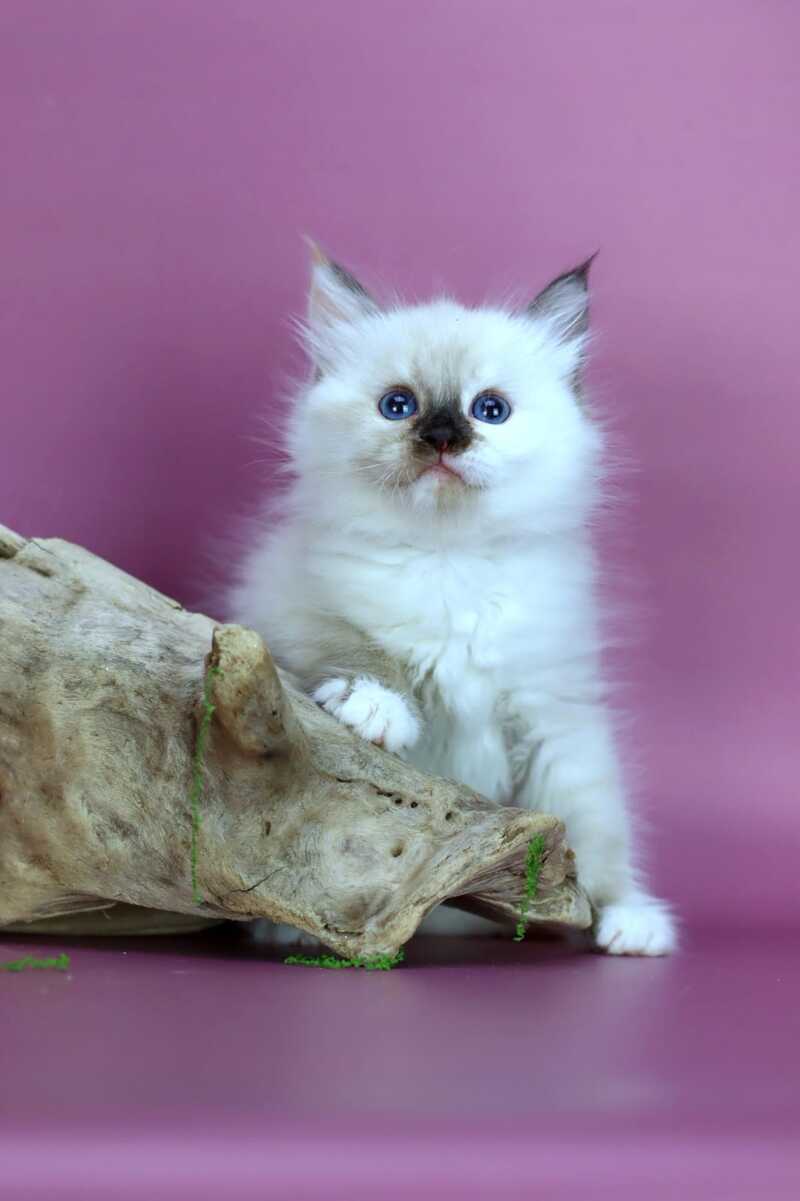 Elli Siberian female black tortie with white pointed - live animals