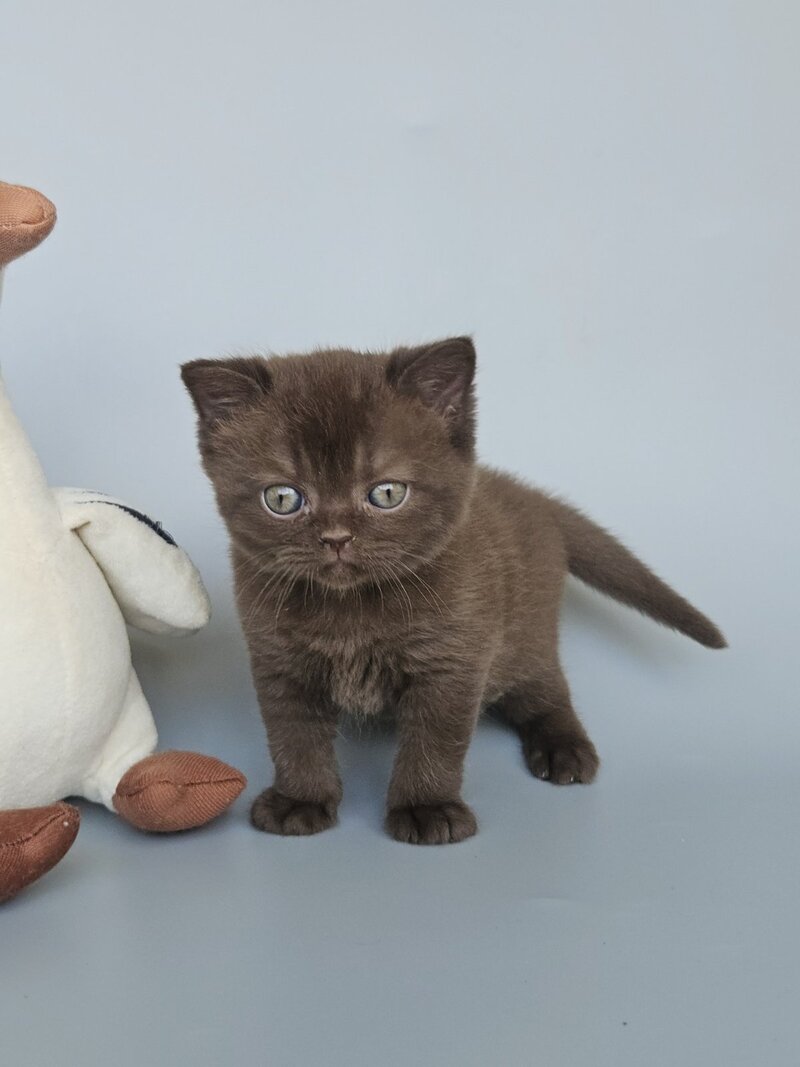 Ash British Shorthair female, chocolate