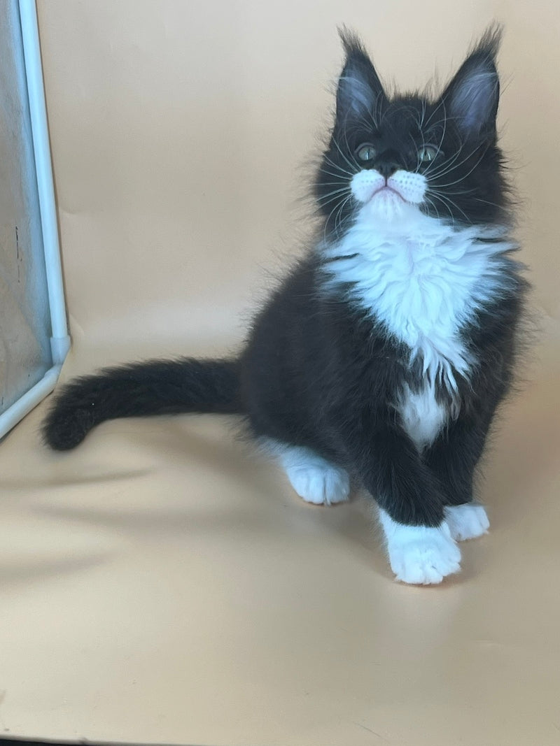 Betmann Maine Coon male, black bicolour