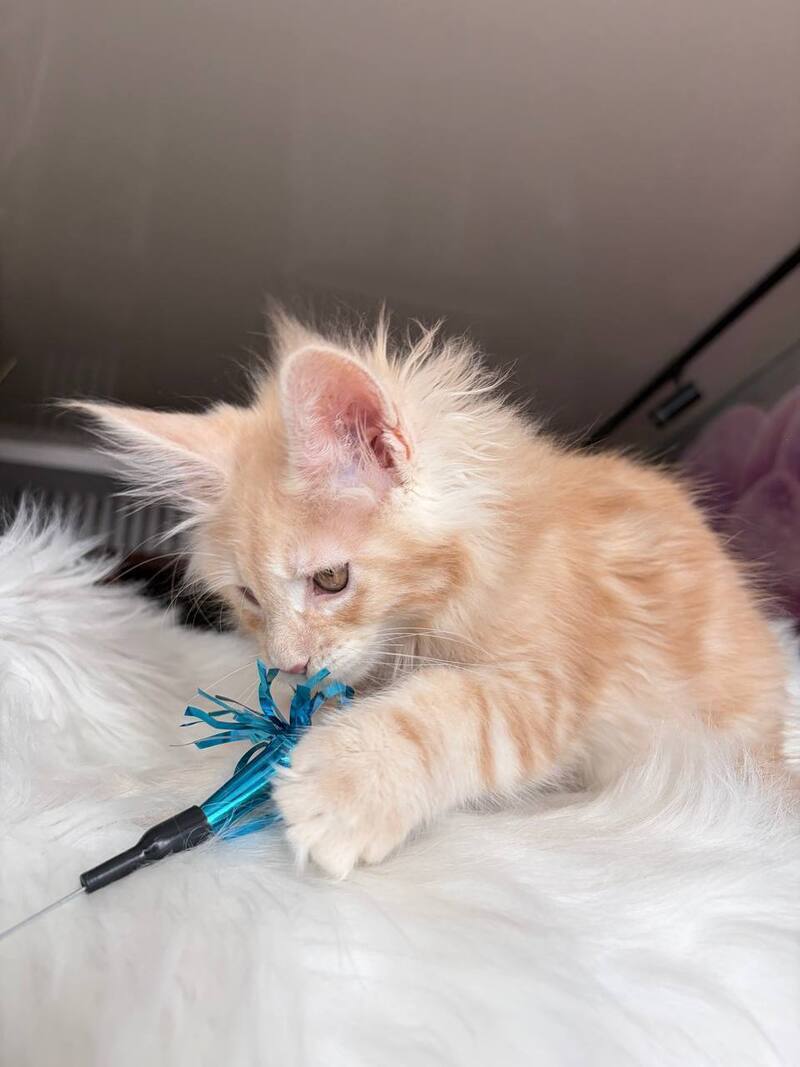Wisdom Maine Coon male, cream silver tabby