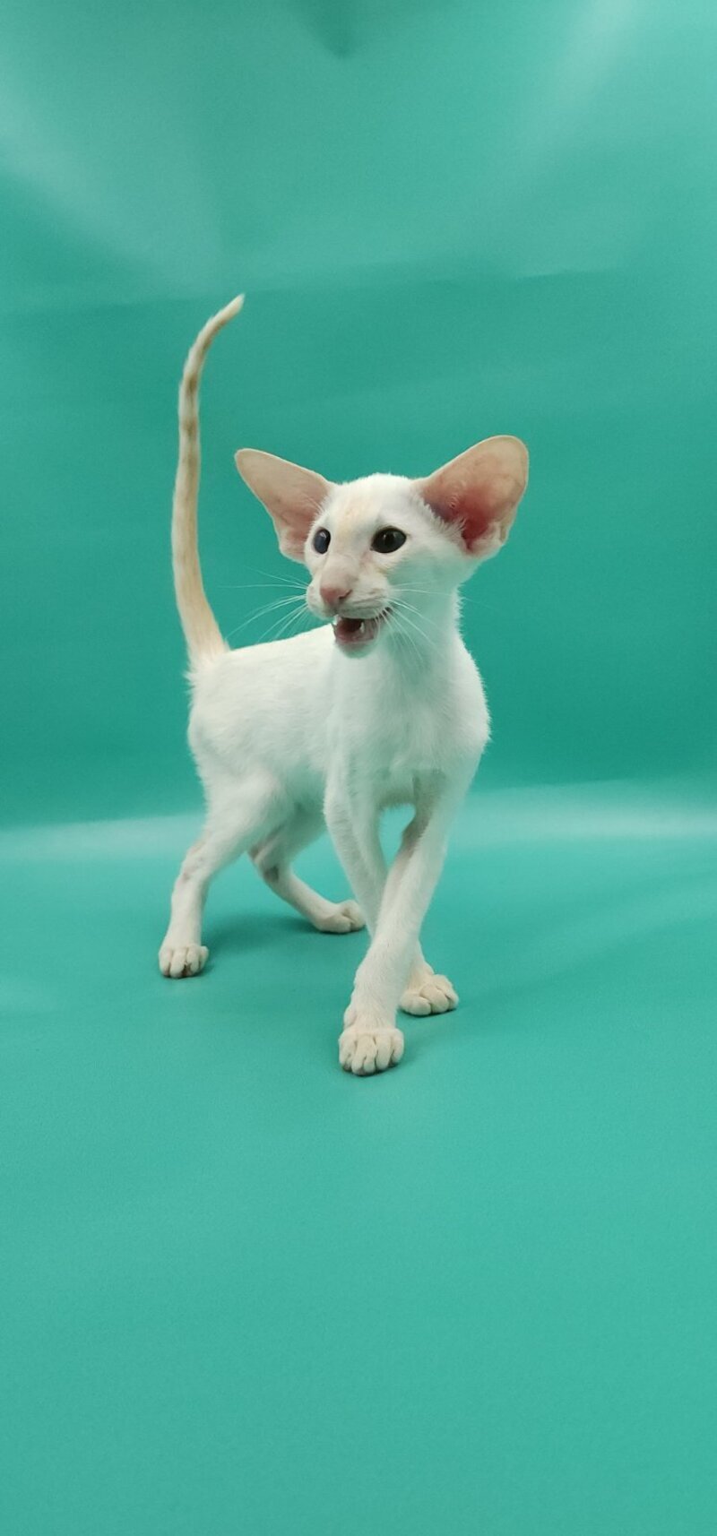 Pushan Siamese male, cream