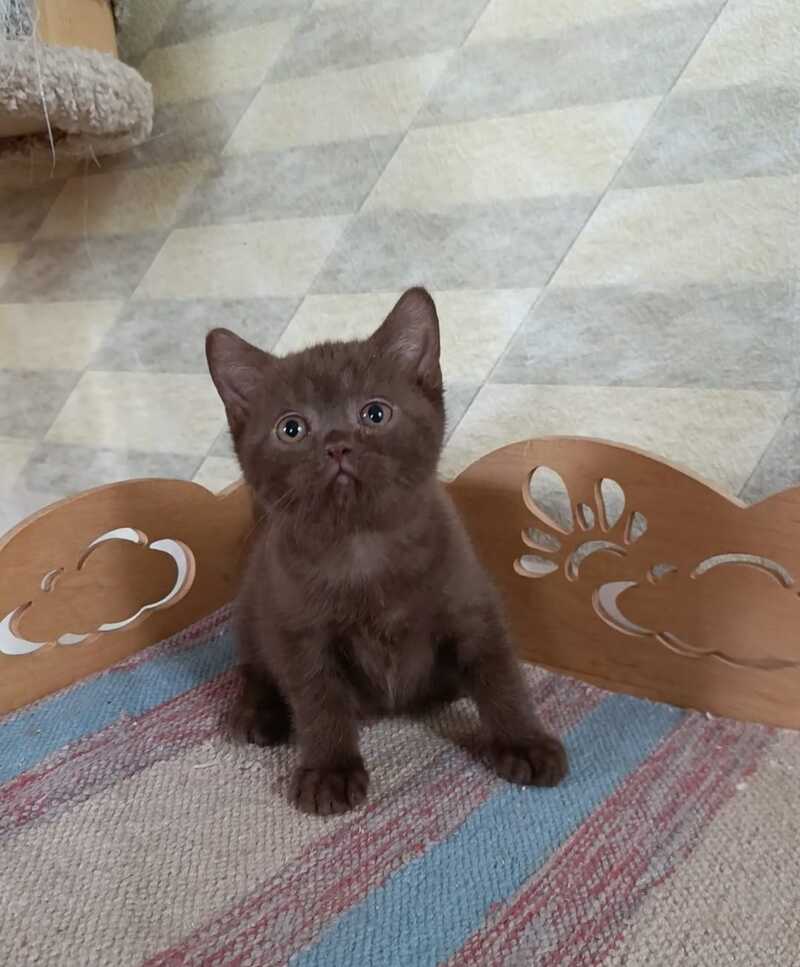 Cassandra British Shorthair female, chocolate