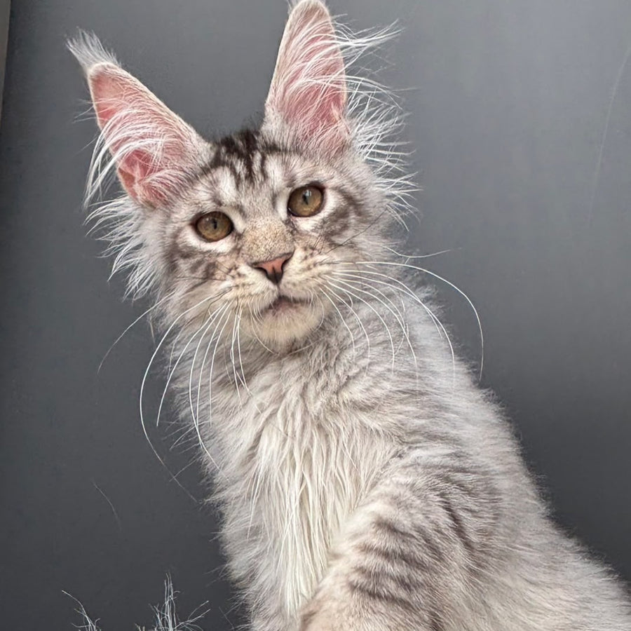Adrian Maine Coon male, black silver spotted tabby