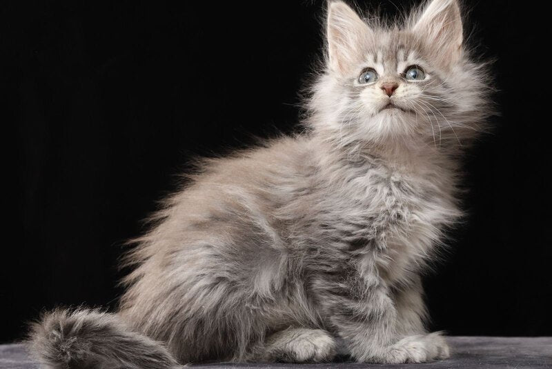 Nixie Maine Coon female, blue silver tabby