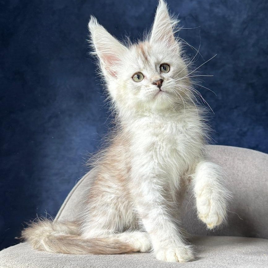 Wabach Maine Coon male, black silver spotted tabby