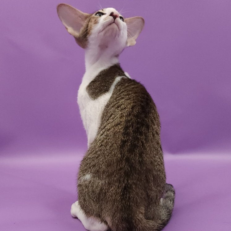 Winston Oriental Shorthair male, chocolate spotted tabby bicolour