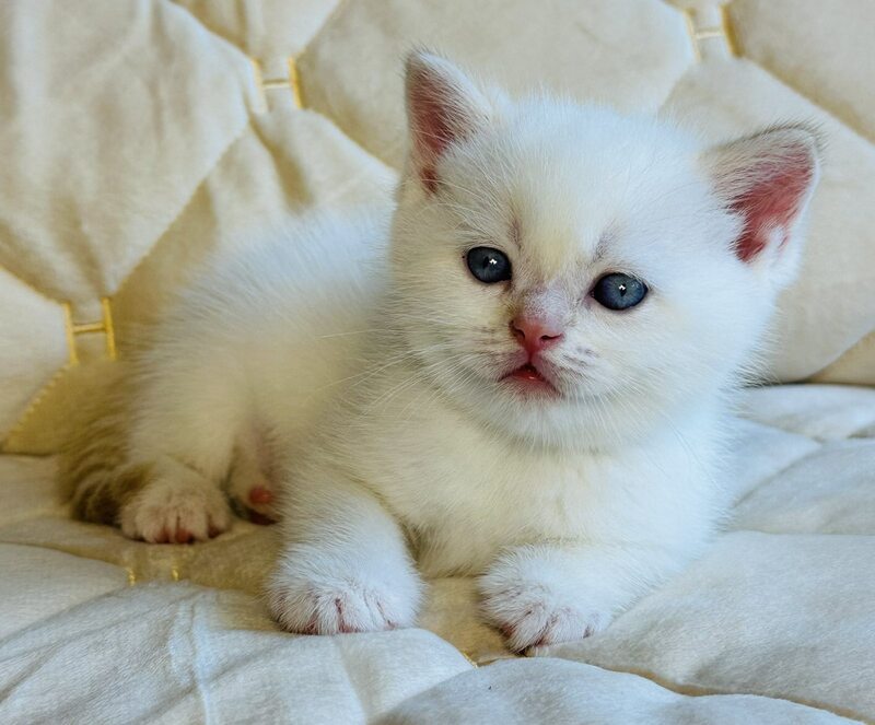 Elio British Shorthair male, red golden shaded pointed