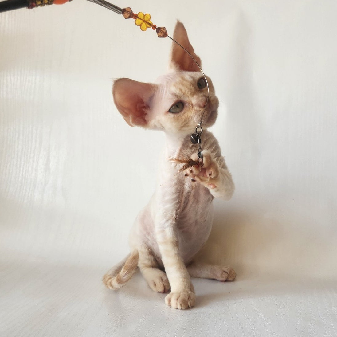 Oskar Devon Rex male, cream