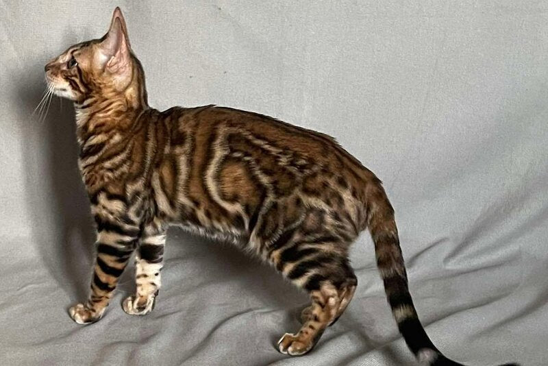 Joker Bengal male, black spotted tabby