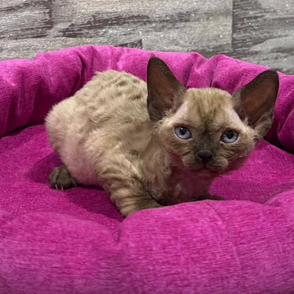 Pandora Devon Rex female, chocolate pointed