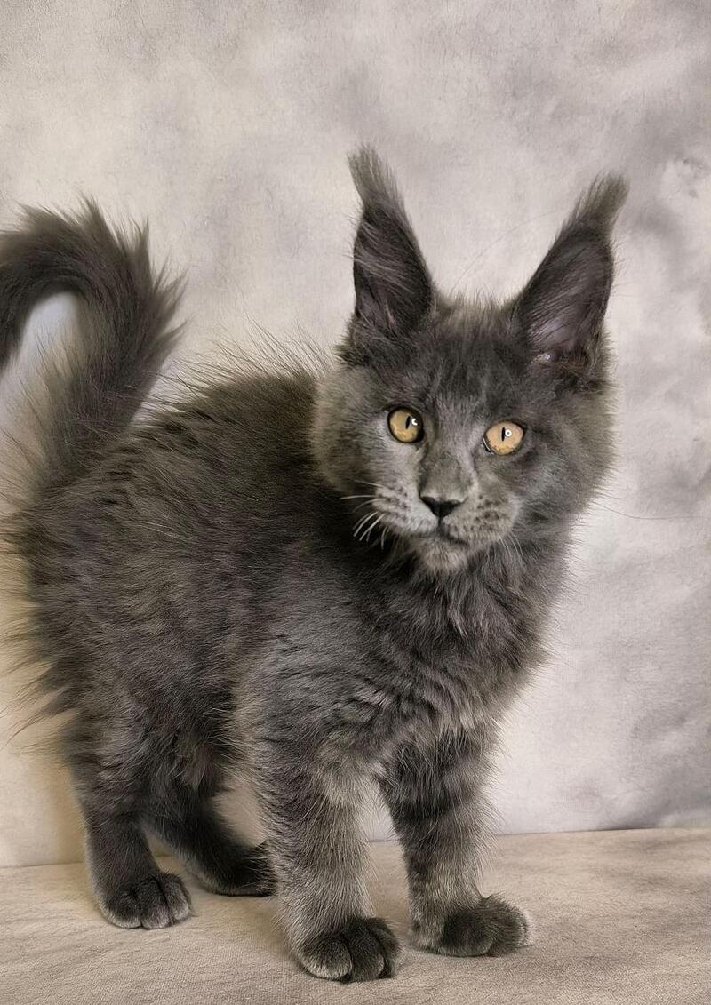 Sheila Maine Coon female, blue silver