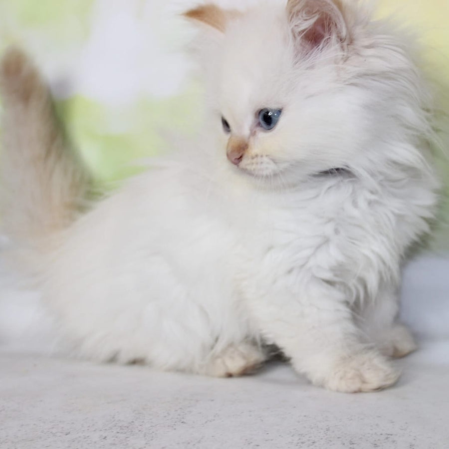 Onegin Siberian male, red tabby pointed