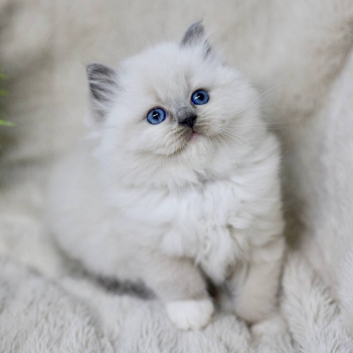 Rolex Ragdoll male, blue mitted