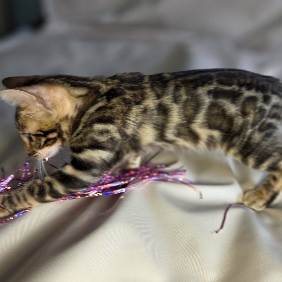Maui Bengal male, black spotted tabby