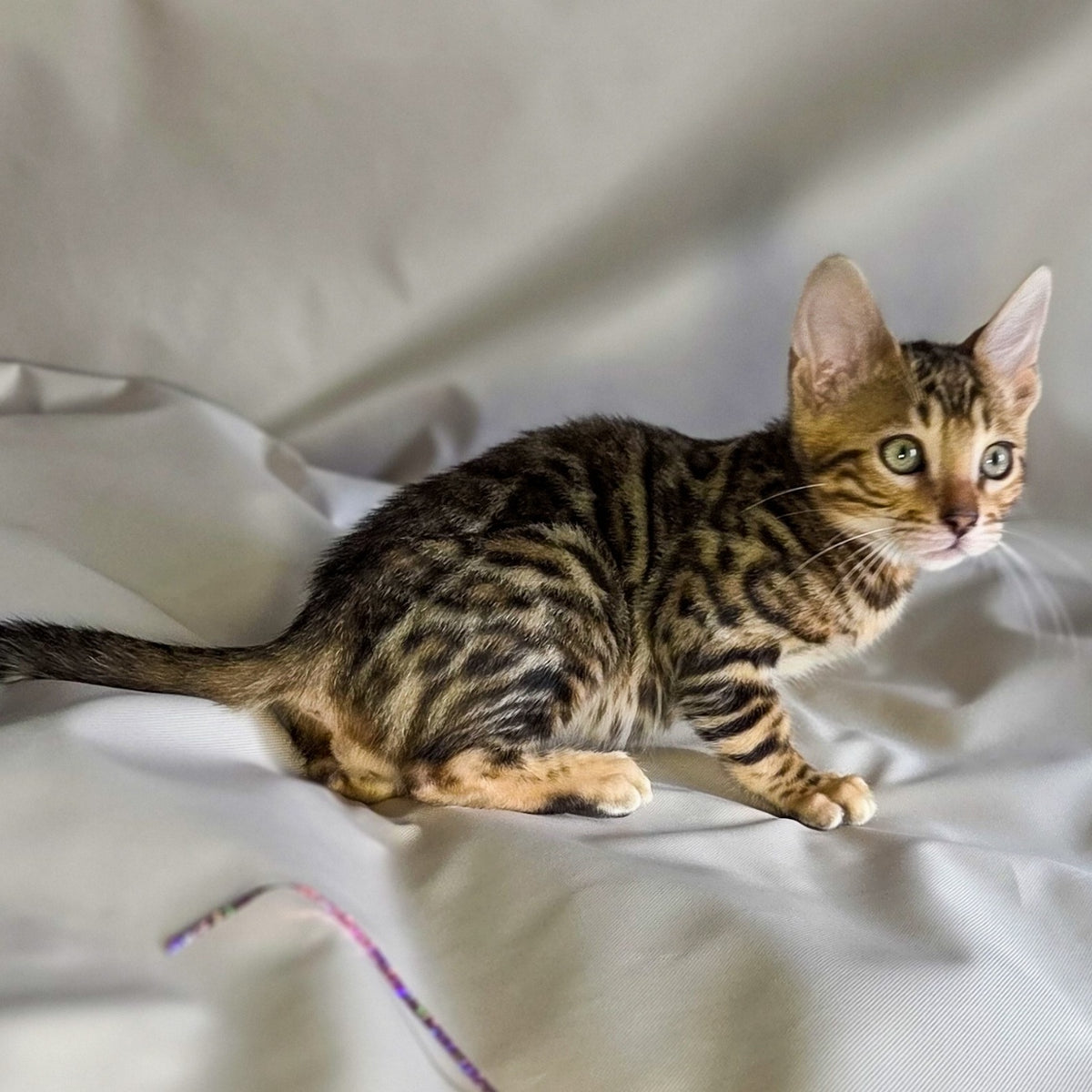 Mike Bengal male, black spotted tabby