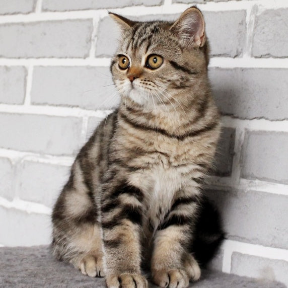 Yanessa British Shorthair female, black tabby