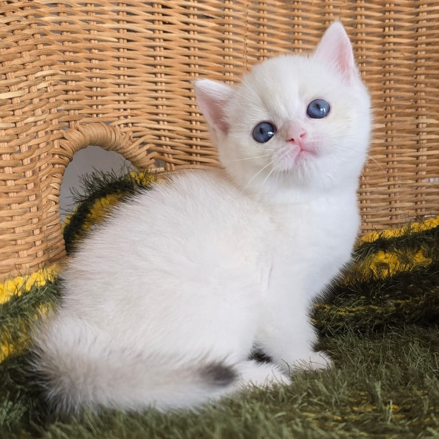 Laura Scottish Straight female, chocolate golden chinchilla pointed