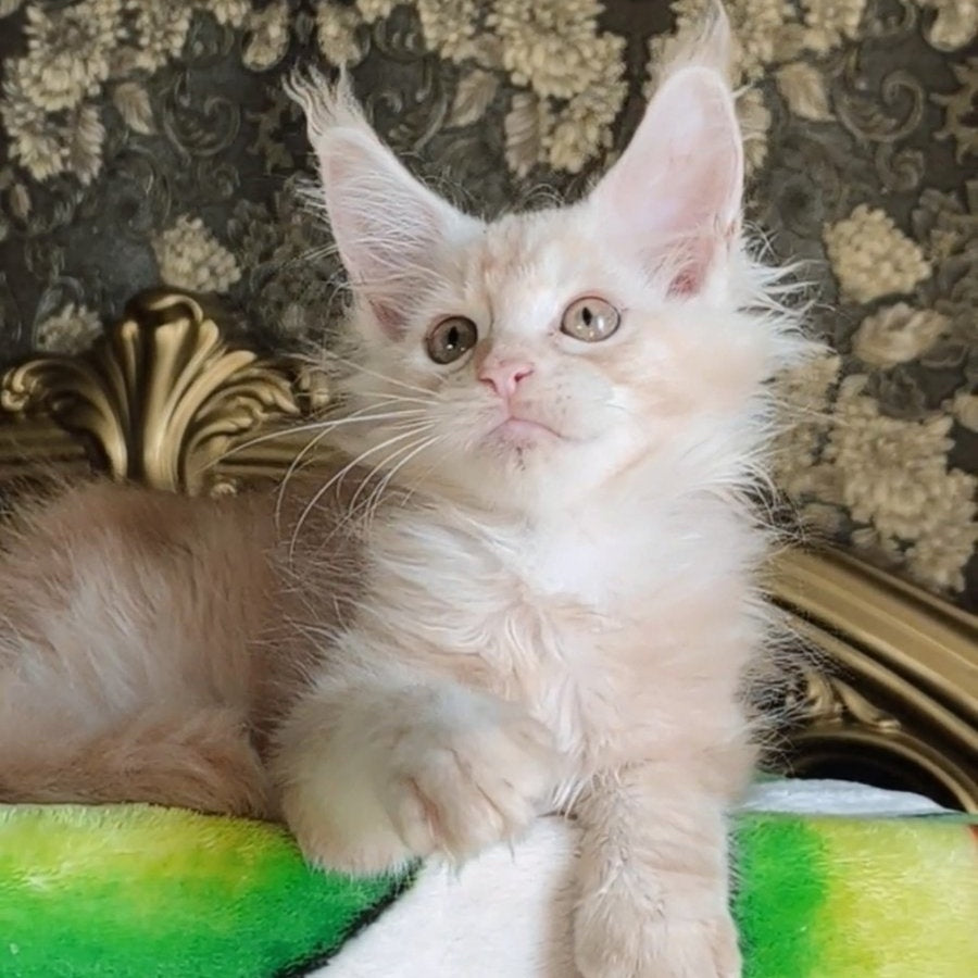 Ilyusha Maine Coon male, cream silver tabby